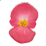 Бегония вечноцветущая (зеленая листва) (Begonia semperflorens) Бегония вечноцветущая (зеленая листва) (Begonia semperflorens)