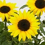 Подсолнечник летний (Helianthus annuus)