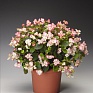 Бегония вечноцветущая (зеленая и бронзовая листва) (Begonia semperflorens)