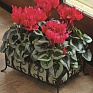 Цикламен персидский (Cyclamen persicum)