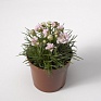 Армерия морская (Armeria maritima)